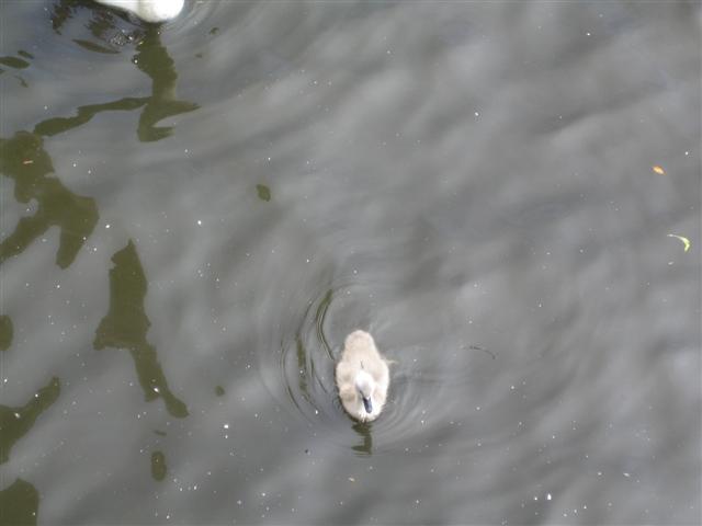 NOME 020 (Small)